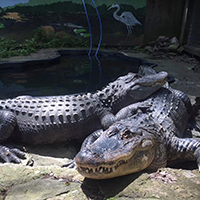 American Alligator,  Amy and Mr. Big200.jpg